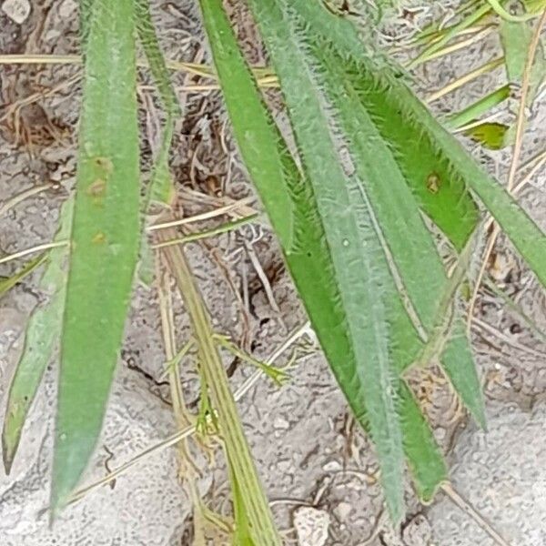 Plantago bellardii Fuelha