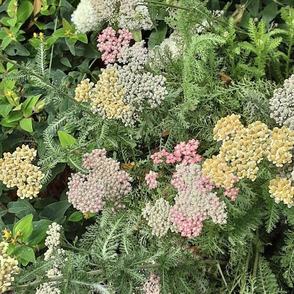 Achillea distans Habitus