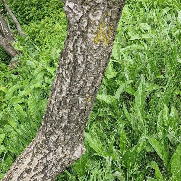 Salix pentandra Rusca