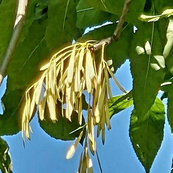 Fraxinus pennsylvanica Fruit