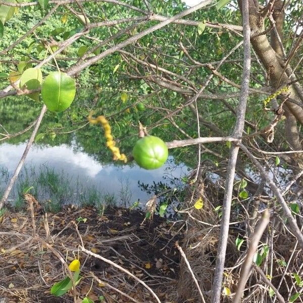 Hippomane mancinella Fruit