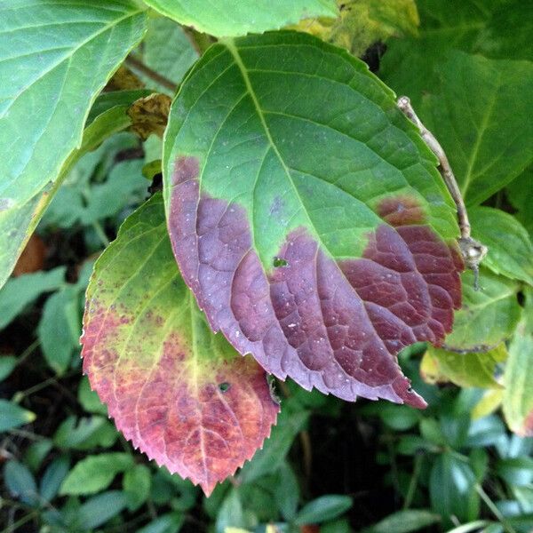 Hydrangea macrophylla Liść