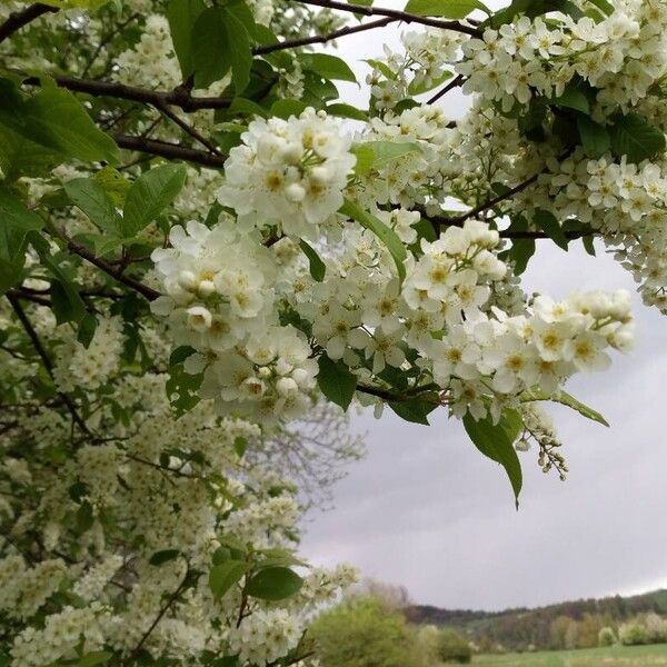 Prunus padus Blomma