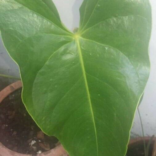 Colocasia esculenta Leaf