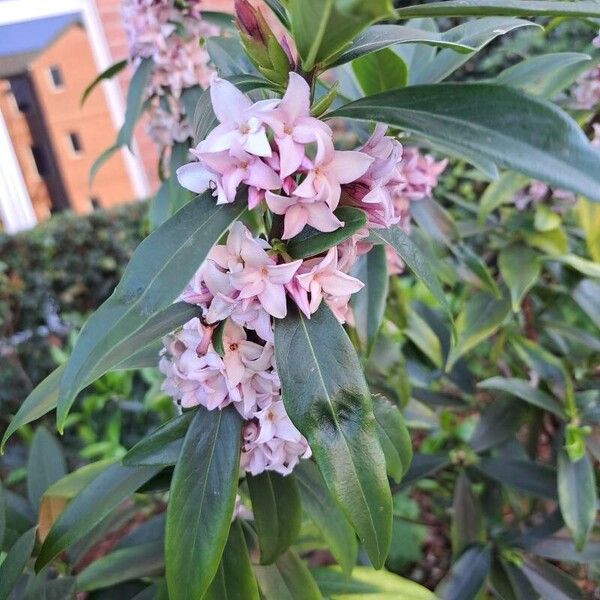 Daphne odora Flower