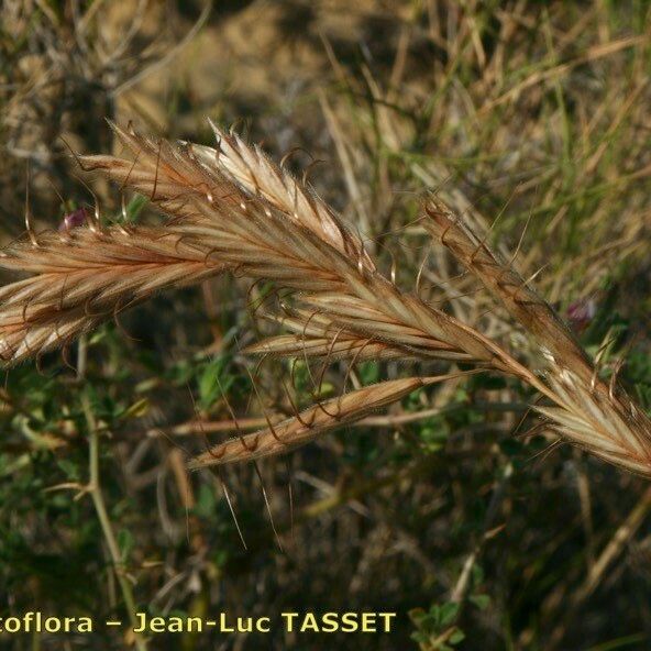 Bromus squarrosus Kwiat