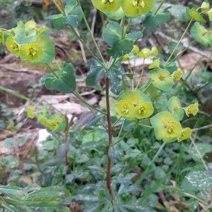 Euphorbia amygdaloides Vivejo