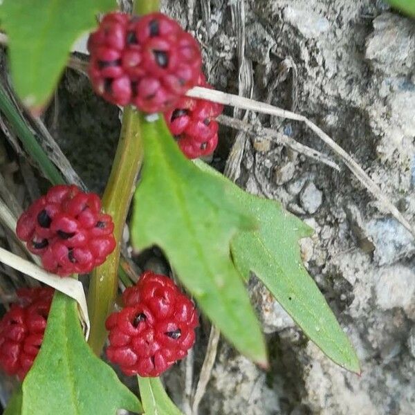 Blitum capitatum Ліст