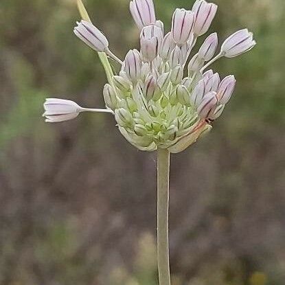 Allium paniculatum 花