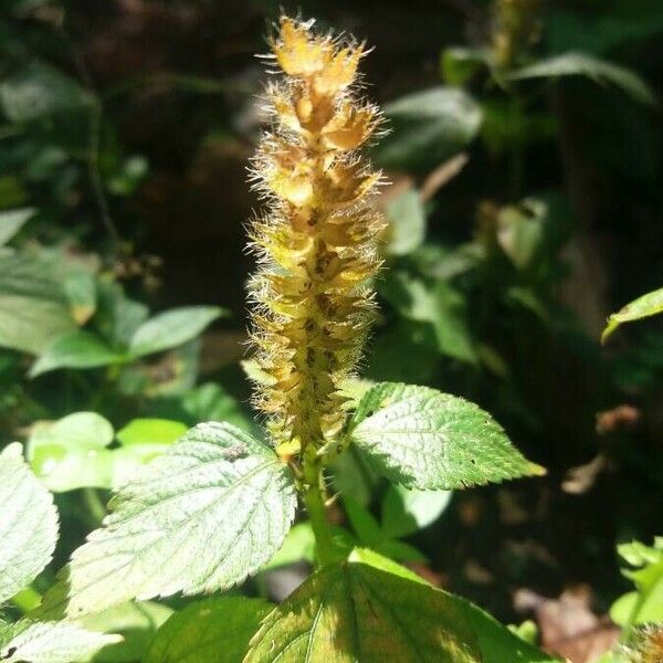 Acalypha alopecuroidea Flower