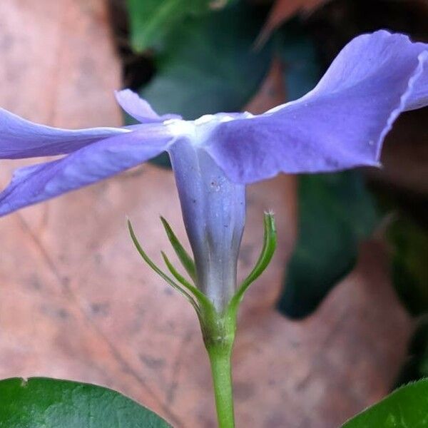 Vinca major Flor