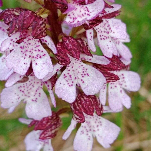 Orchis purpurea 花