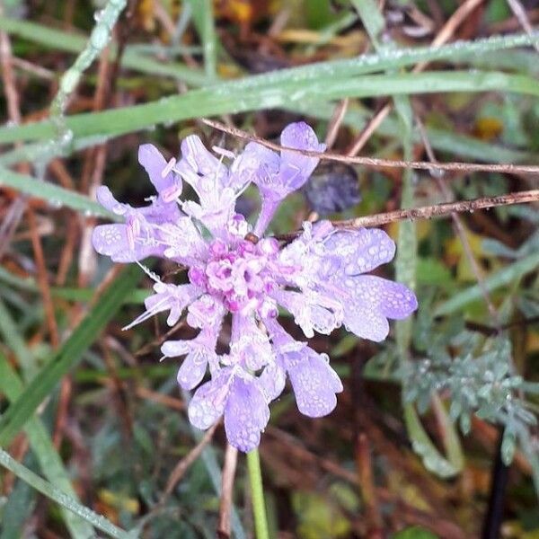 Scabiosa columbaria Flower