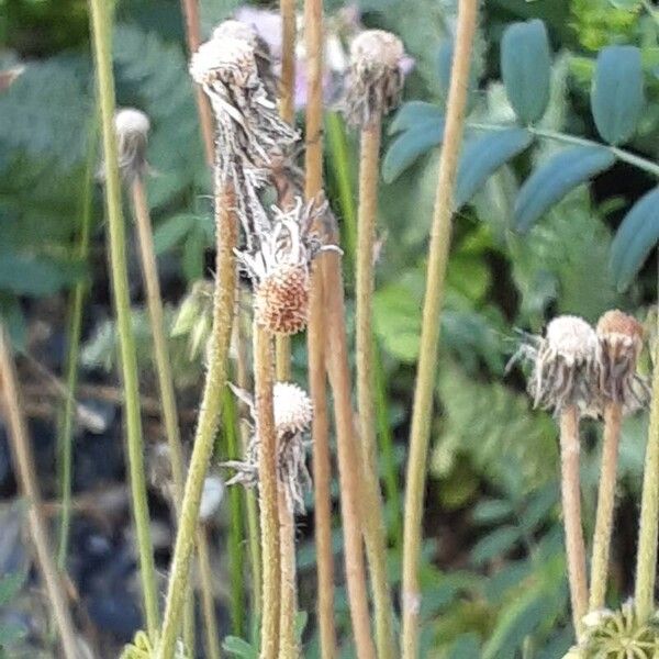 Crepis foetida Fruit