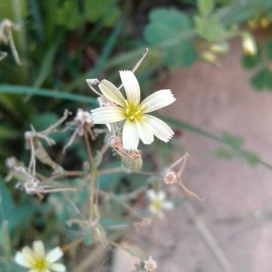 Lactuca saligna പുഷ്പം