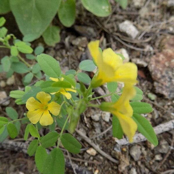 Oxalis frutescens Агульны выгляд