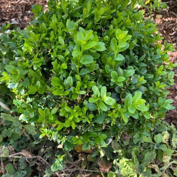 Buxus sempervirens Yaprak