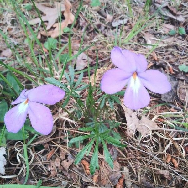 Viola pedata Flor