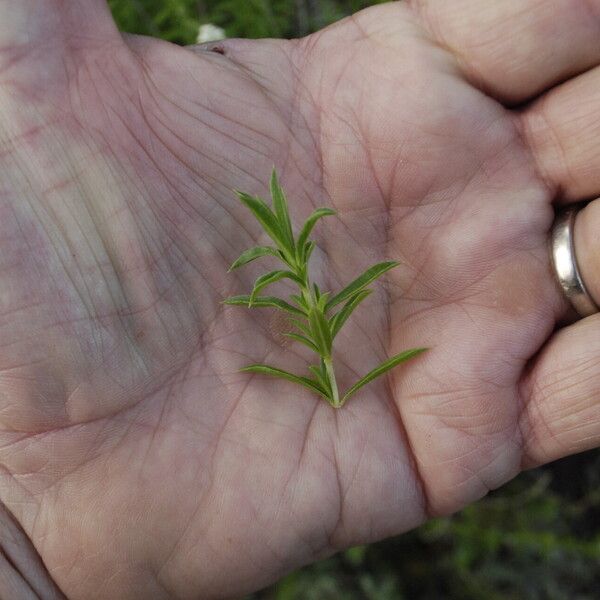 Satureja montana Feuille