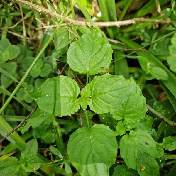 Circaea alpina Leaf