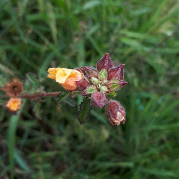 Sida cordifolia Blüte