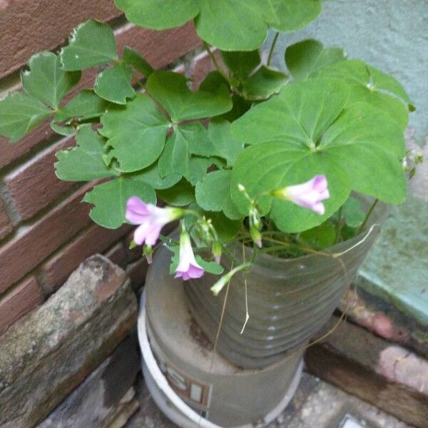 Oxalis debilis 花