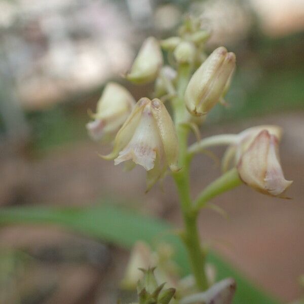 Polystachya odorata Blüte