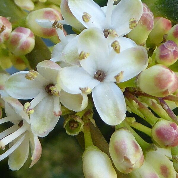 Ilex aquifolium Kvet