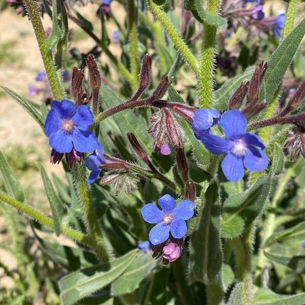 Anchusa azurea Bloem