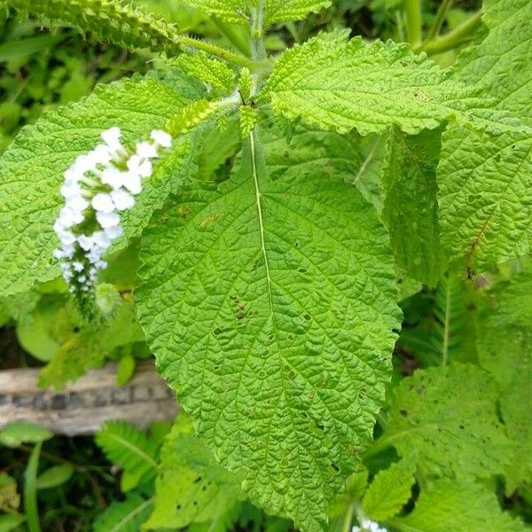 Heliotropium indicum Folha