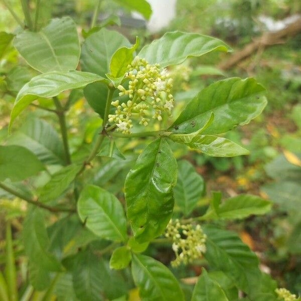 Psychotria nervosa Leaf