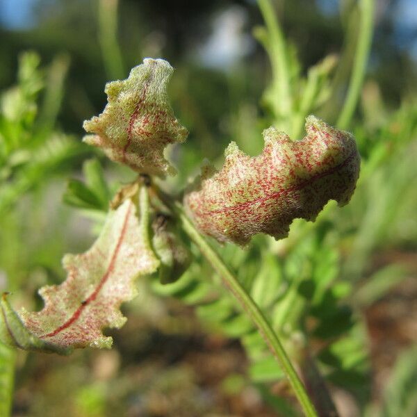 Biserrula pelecinus 果実