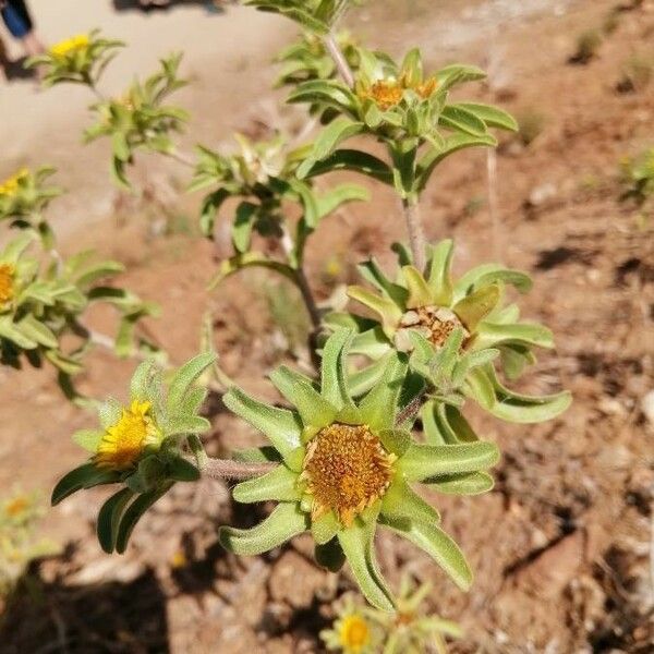 Asteriscus aquaticus পাতা