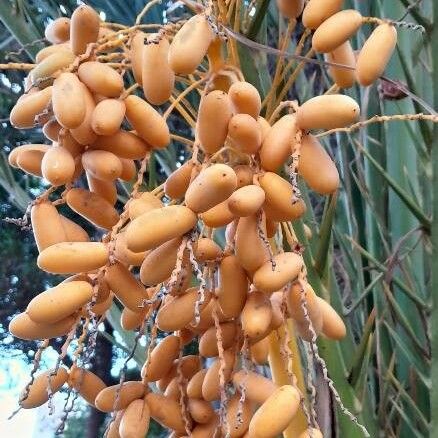 Phoenix dactylifera Fruit