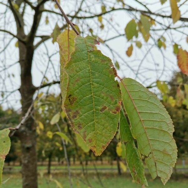 Prunus virginiana पत्ता