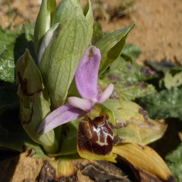 Ophrys × minuticauda Flower