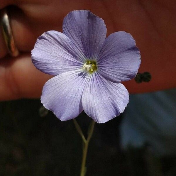 Linum narbonense Květ