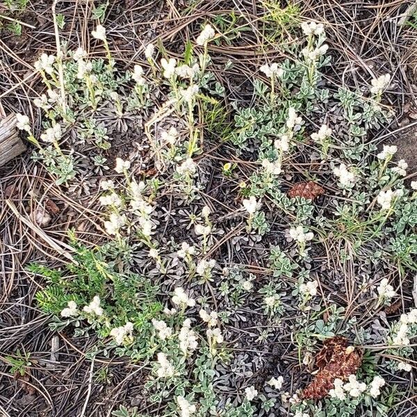 Antennaria parvifolia Συνήθη χαρακτηριστικά