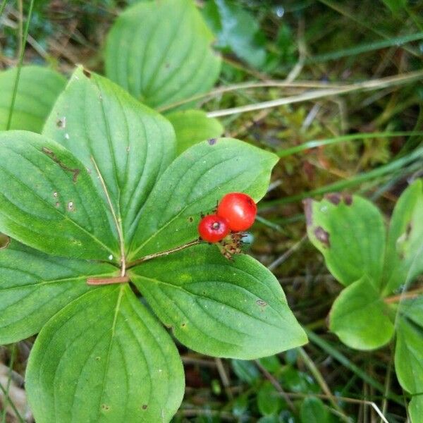 Cornus canadensis 果實