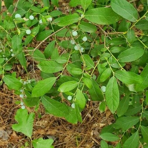 Vaccinium stamineum Φύλλο