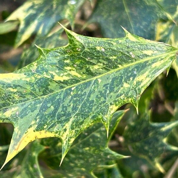 Osmanthus heterophyllus Folio