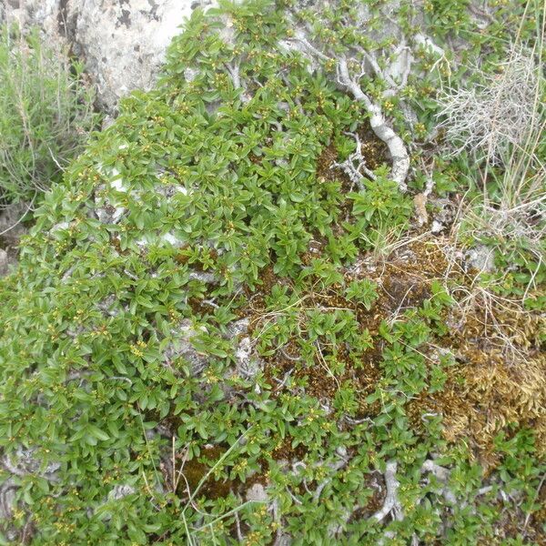 Rhamnus pumila Habitatea