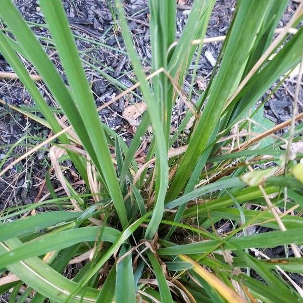 Hemerocallis minor Leaf