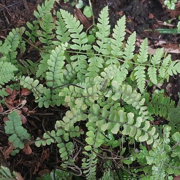 Adiantum hispidulum Fulla