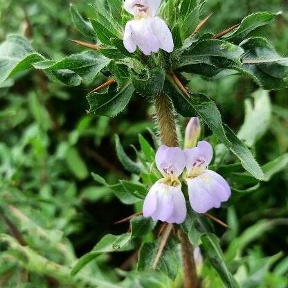 Hygrophila auriculata Flower