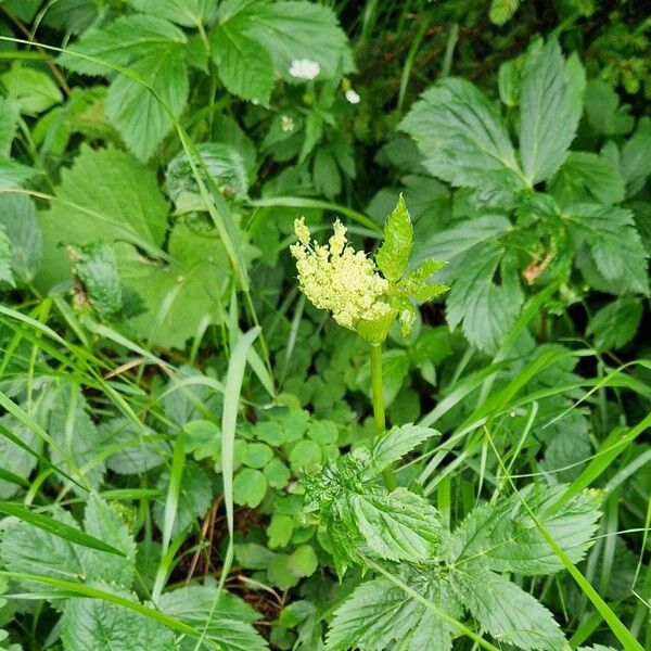 Peucedanum ostruthium Yeri