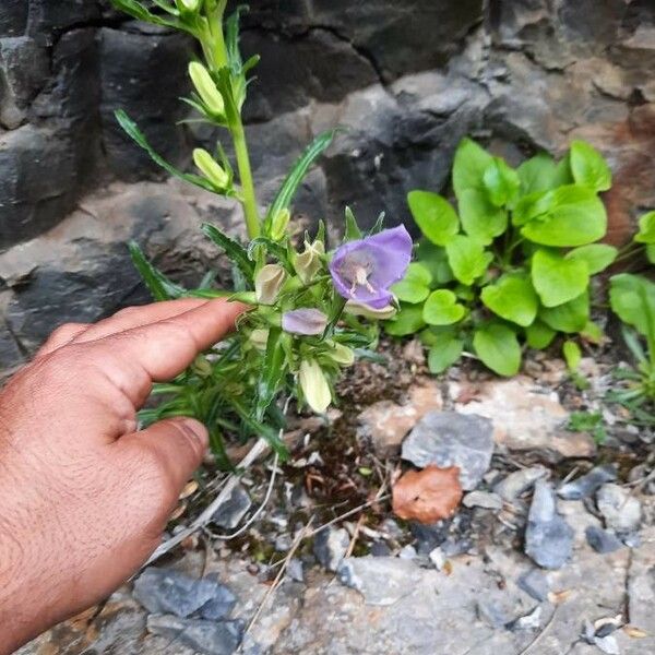 Campanula speciosa Кветка