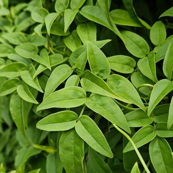 Jasminum polyanthum List