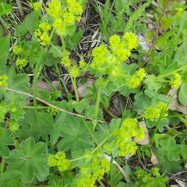 Alchemilla monticola Flor