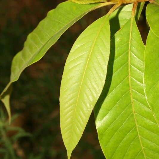 Michelia champaca Leaf